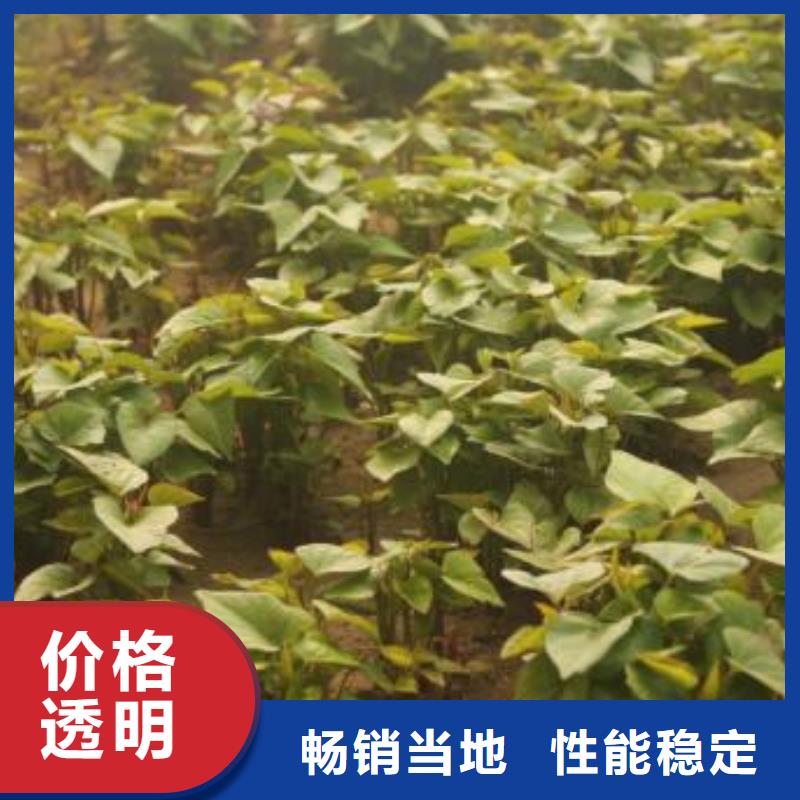 济黑2号地瓜苗（紫薯苗）山东苗
