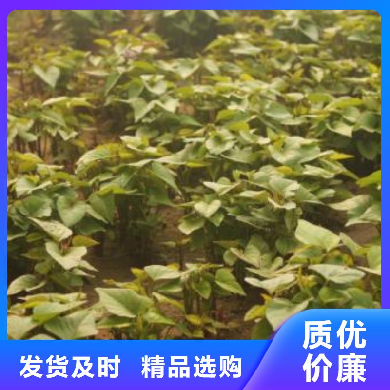 紫薯苗哪里有卖的