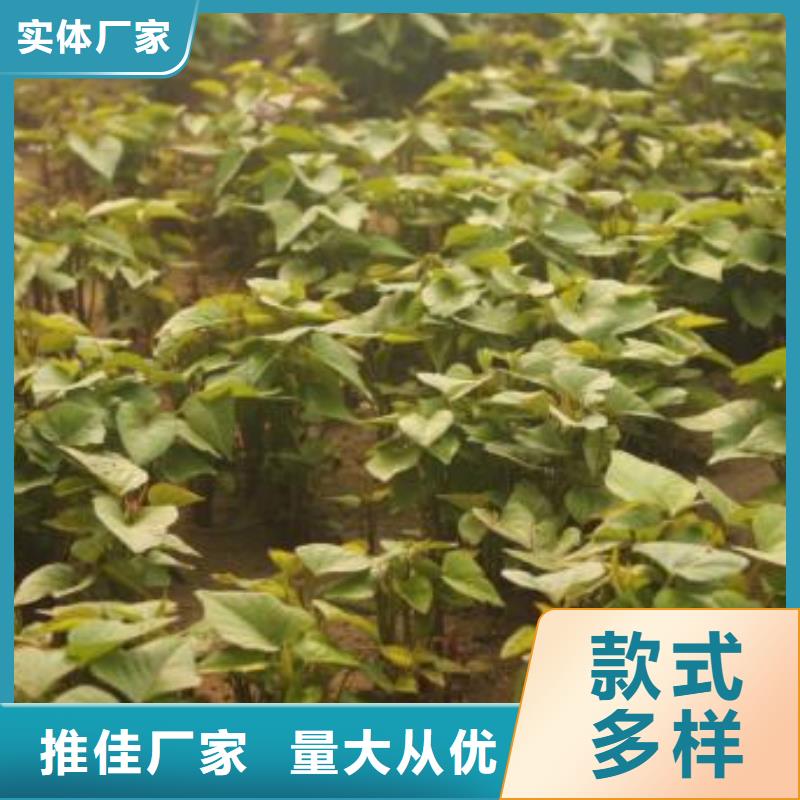 紫薯苗（济黑2号）厂家价格