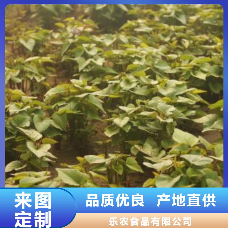 紫薯苗批发