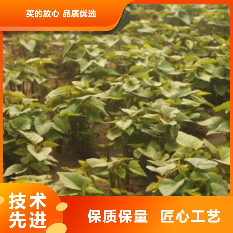 紫薯苗（绫紫）图片