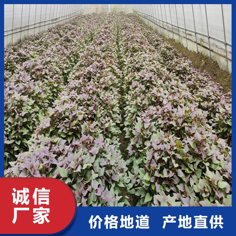 鲜食型紫薯苗批发销售