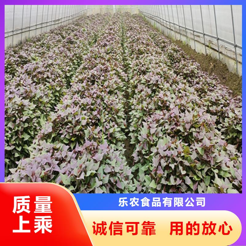 脱毒紫薯苗电话