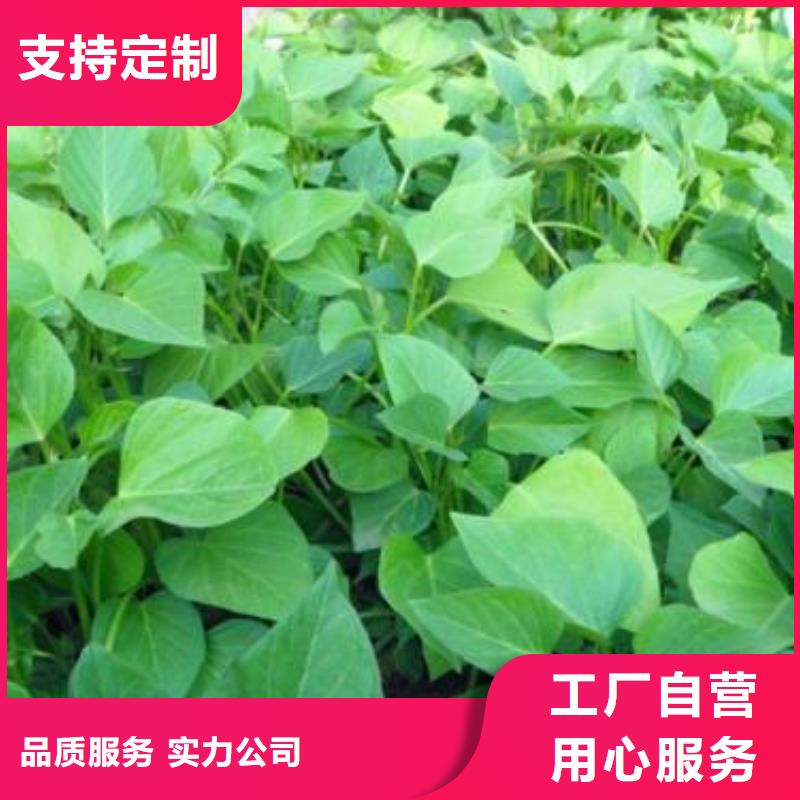 麦茬苗（紫薯)批发市场