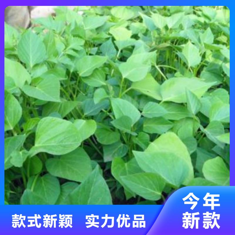 紫薯苗子报价
