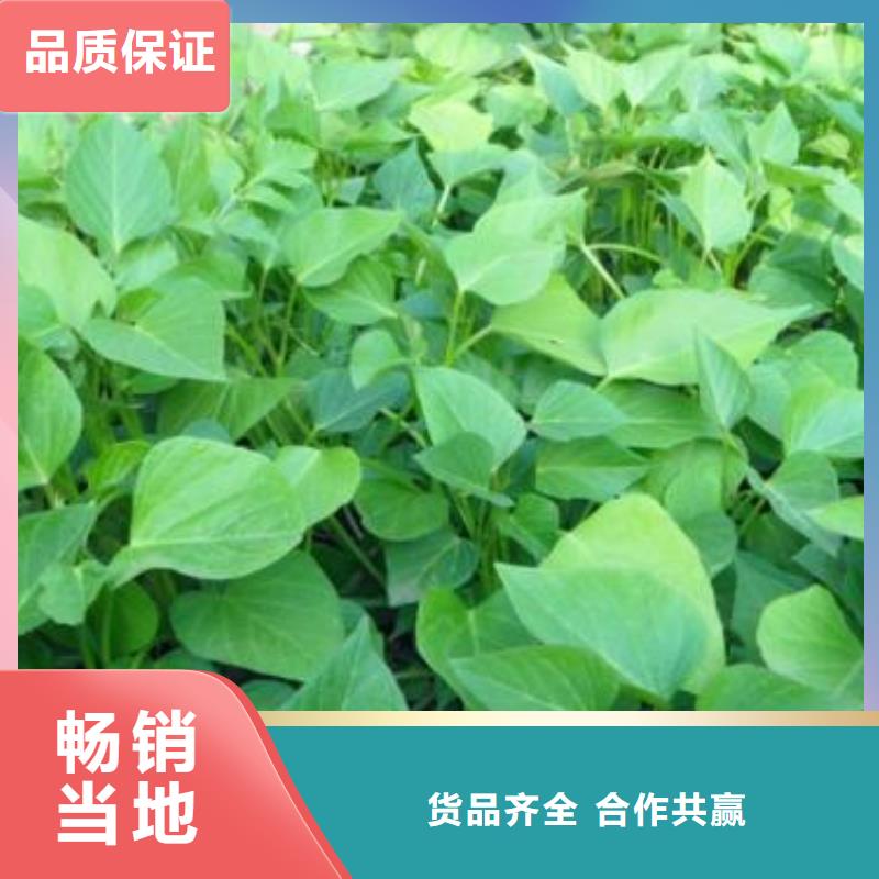 紫薯种苗哪里有卖的