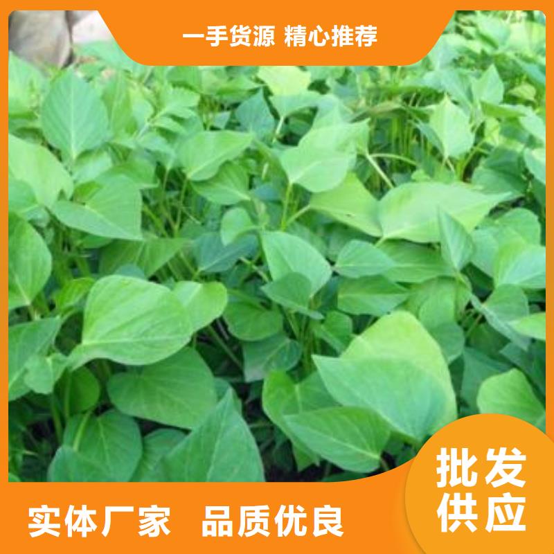 紫薯苗批发