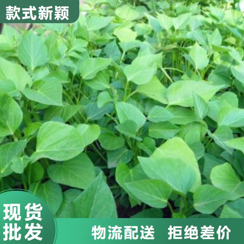 紫薯种苗欢迎致电