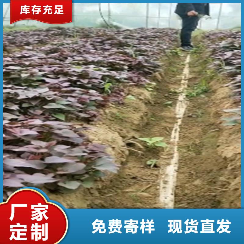 紫甘薯苗欢迎致电