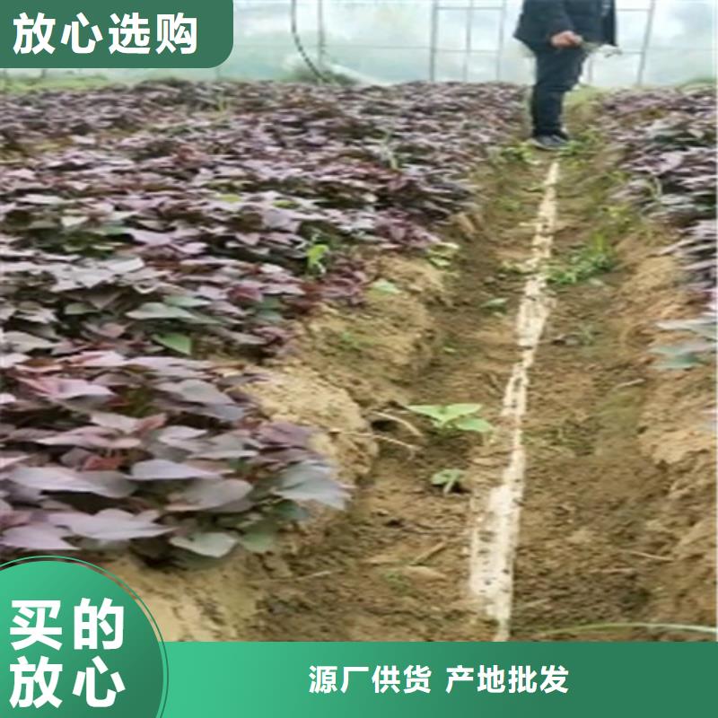 紫薯苗子销售