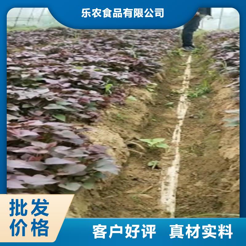 紫红薯苗2025新苗上市