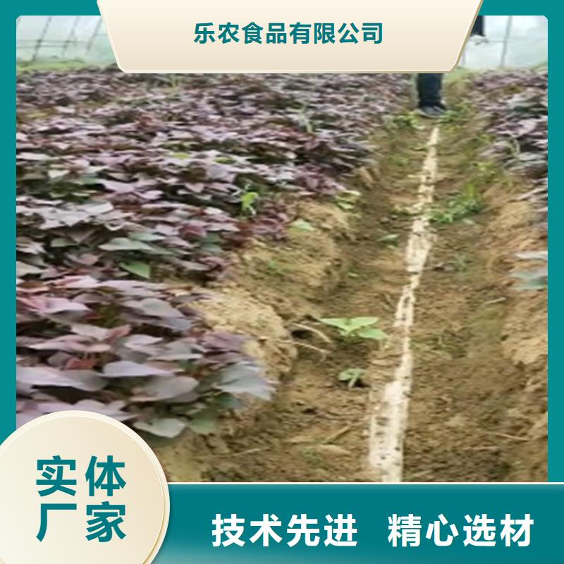 紫地瓜苗多少钱