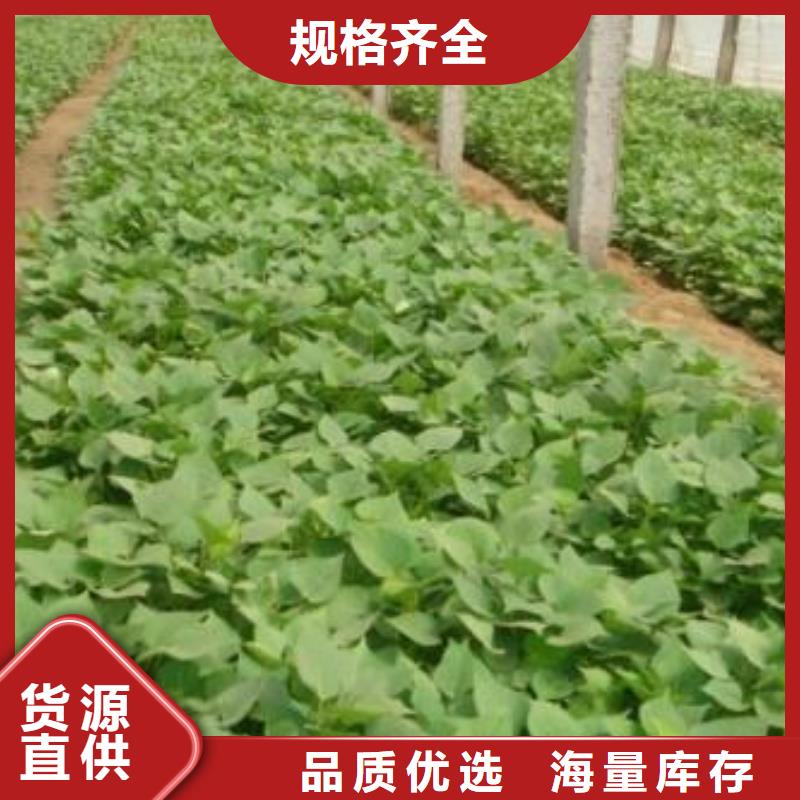 紫薯种苗哪里有卖的