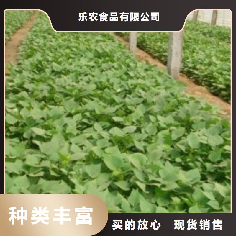 紫薯种子市场报价