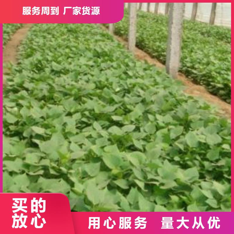 鲜食型紫薯苗图片