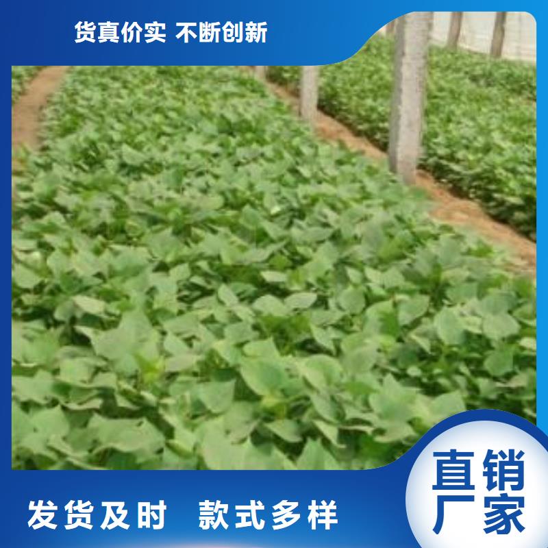 紫地瓜苗子供应