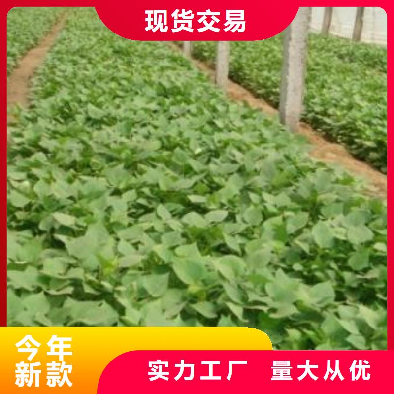 麦茬苗（紫薯)种植