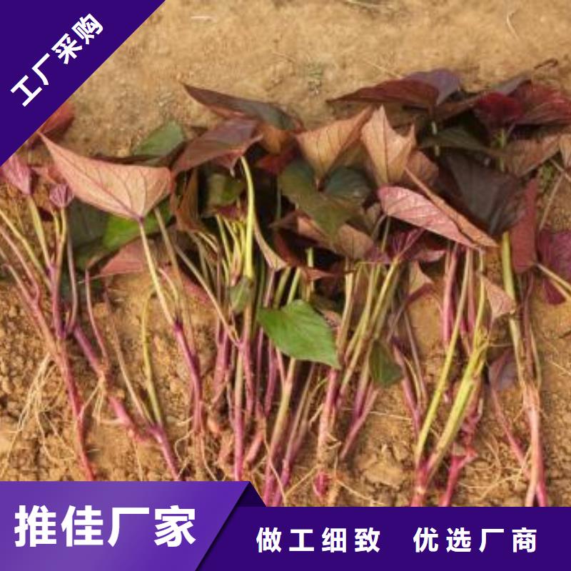 鲜食型紫薯苗2025新苗上市