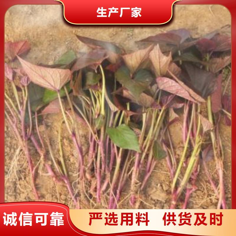 紫红薯苗销售