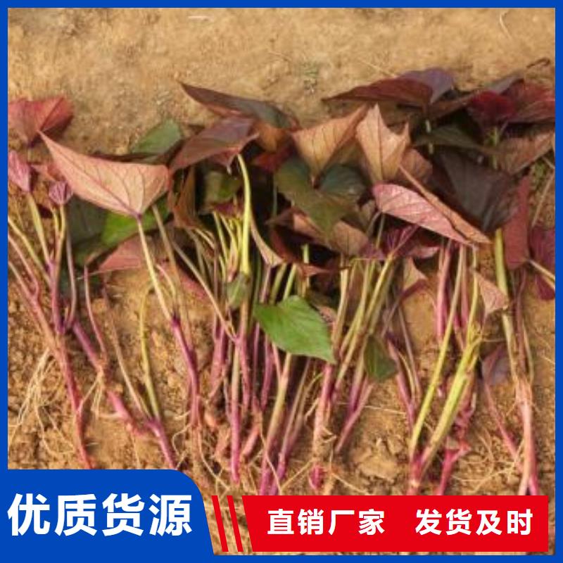 紫甘薯苗批发销售