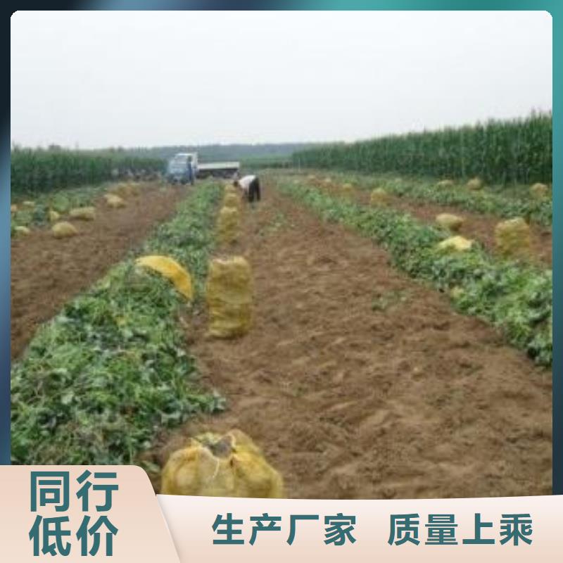 紫地瓜苗子欢迎致电