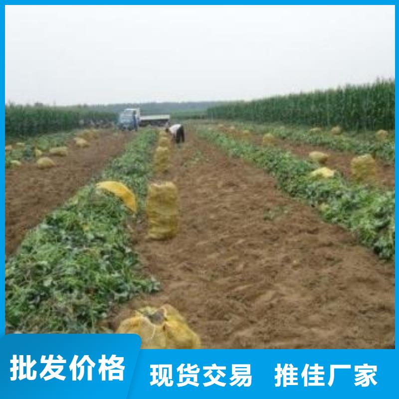 紫甘薯苗2025新苗上市