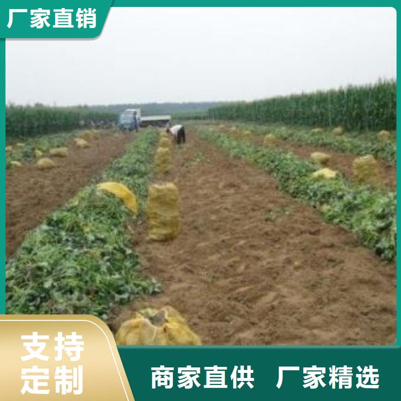 紫甘薯苗供应