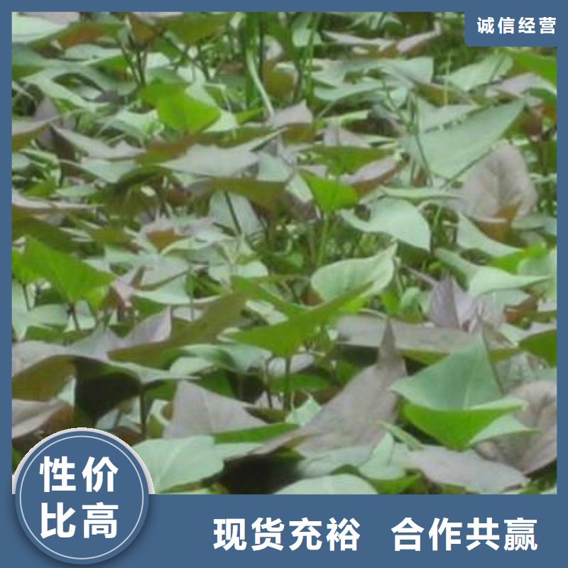 紫地瓜苗子欢迎致电