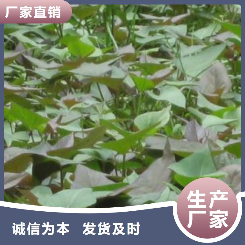 紫地瓜苗多少钱