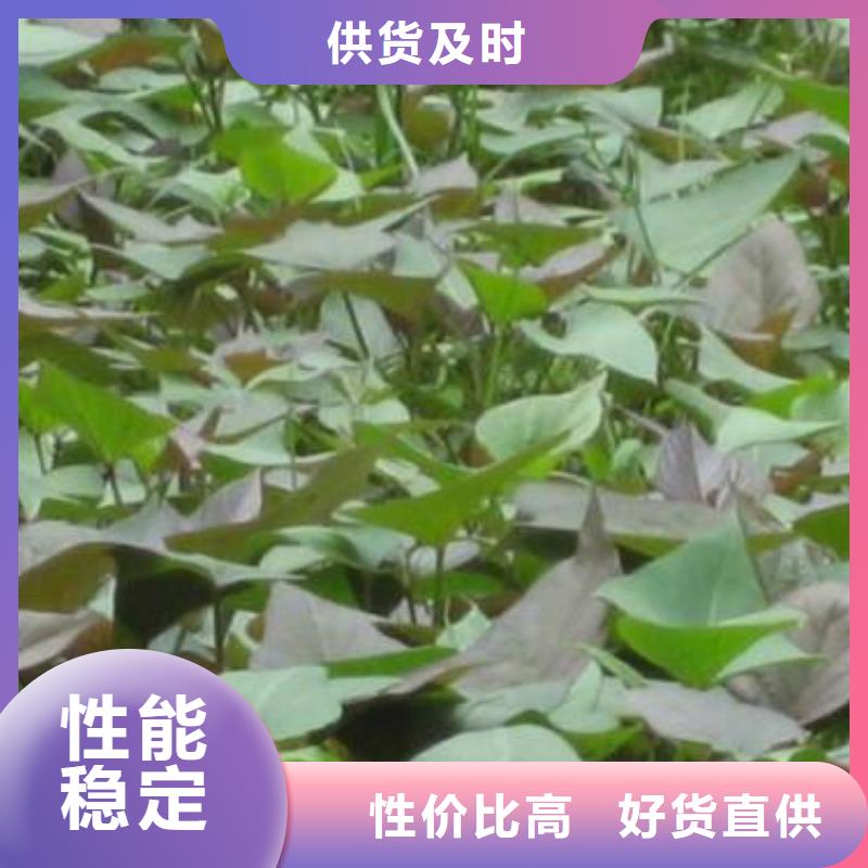 济黑2号地瓜苗（紫薯苗）山东苗