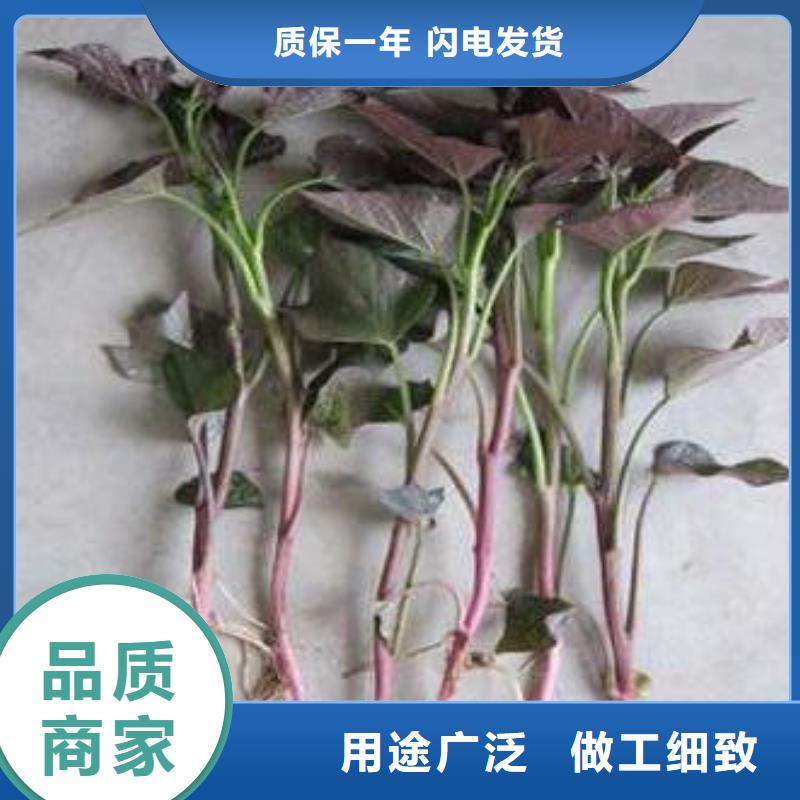 紫薯苗哪里有卖的