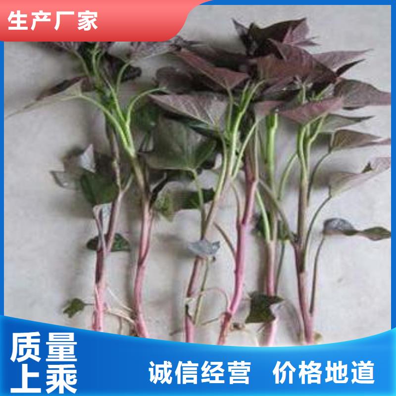 红薯苗（西瓜红）欢迎致电