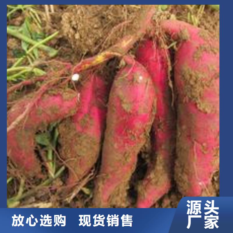 紫薯苗哪里有卖的