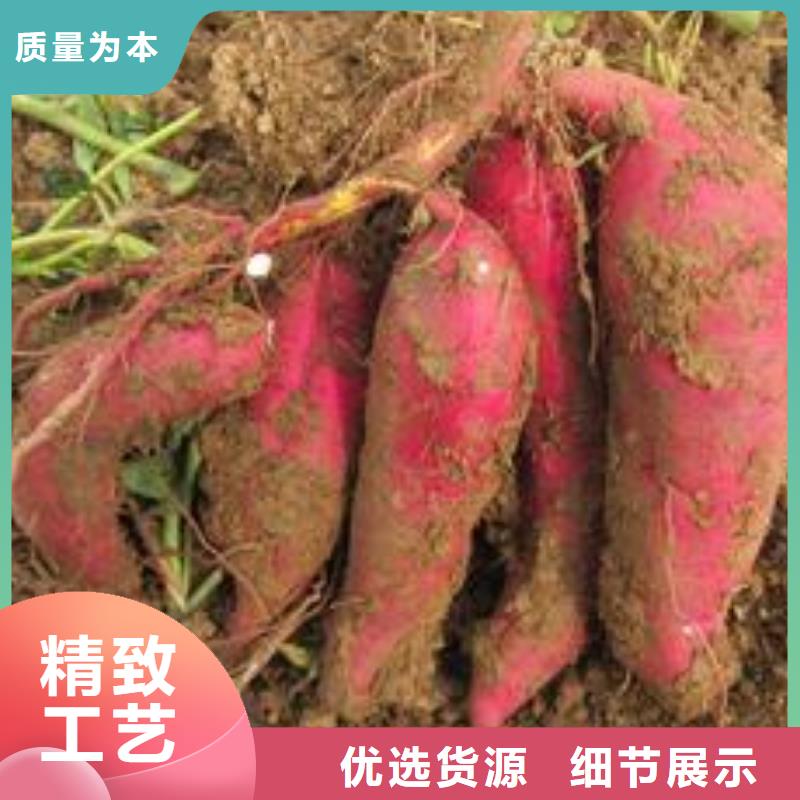 紫薯苗电话