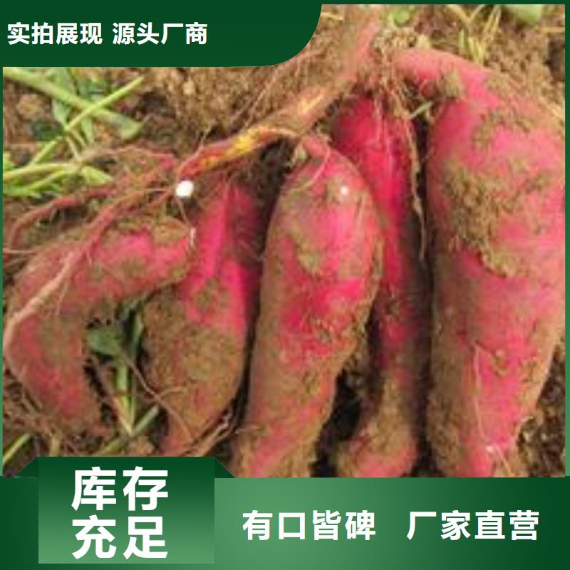鲜食型紫薯苗批发销售