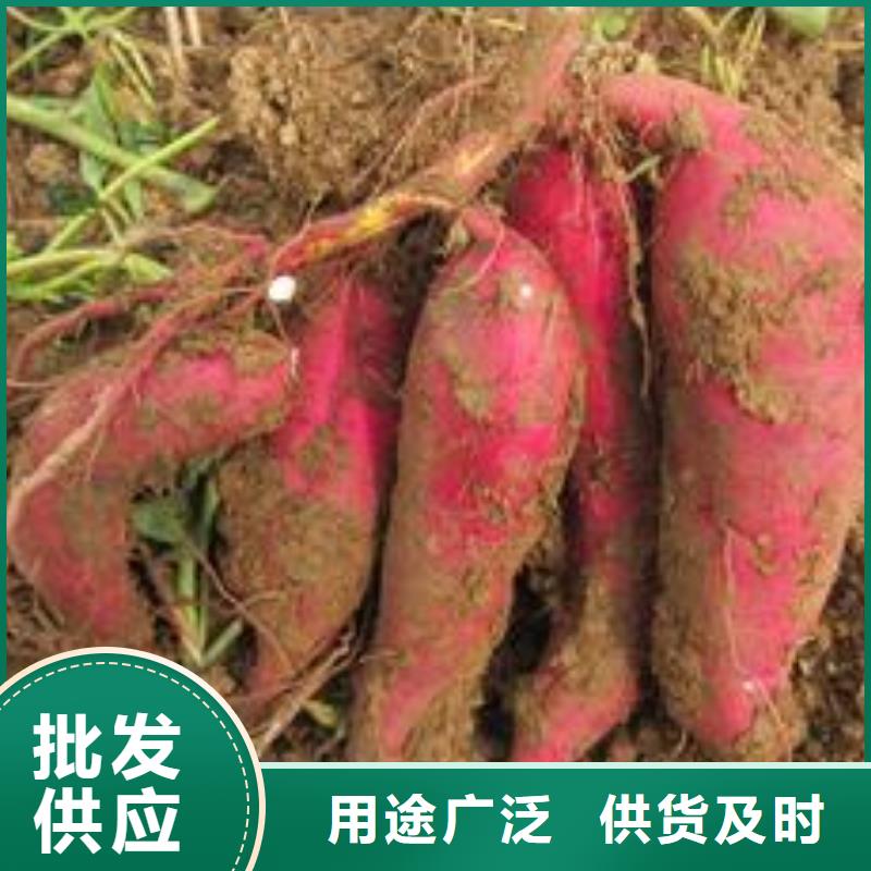 紫地瓜苗子价格