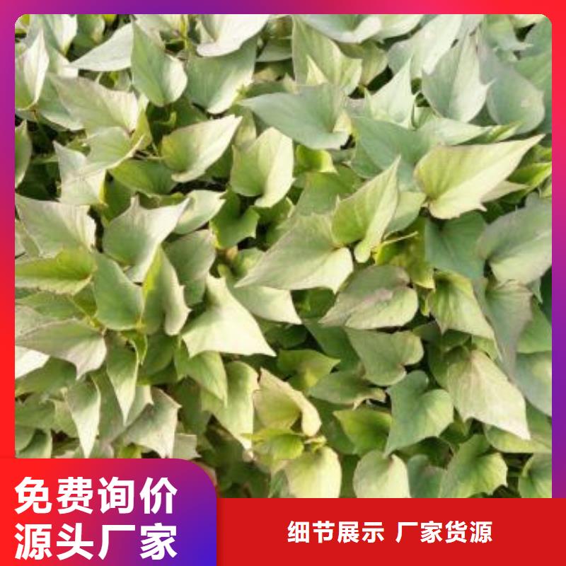 鲜食型紫薯苗2025新苗上市