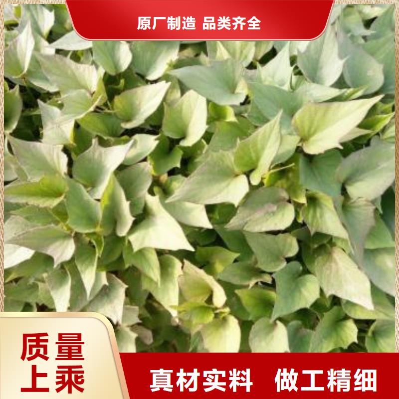 鲜食型紫薯苗批发销售