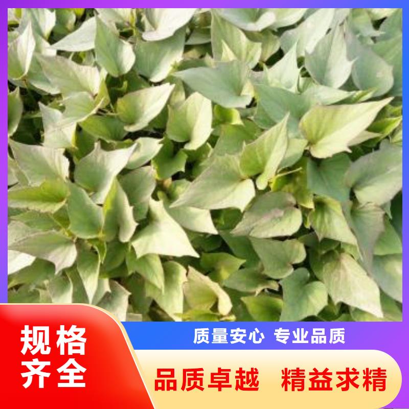 紫薯种苗电话