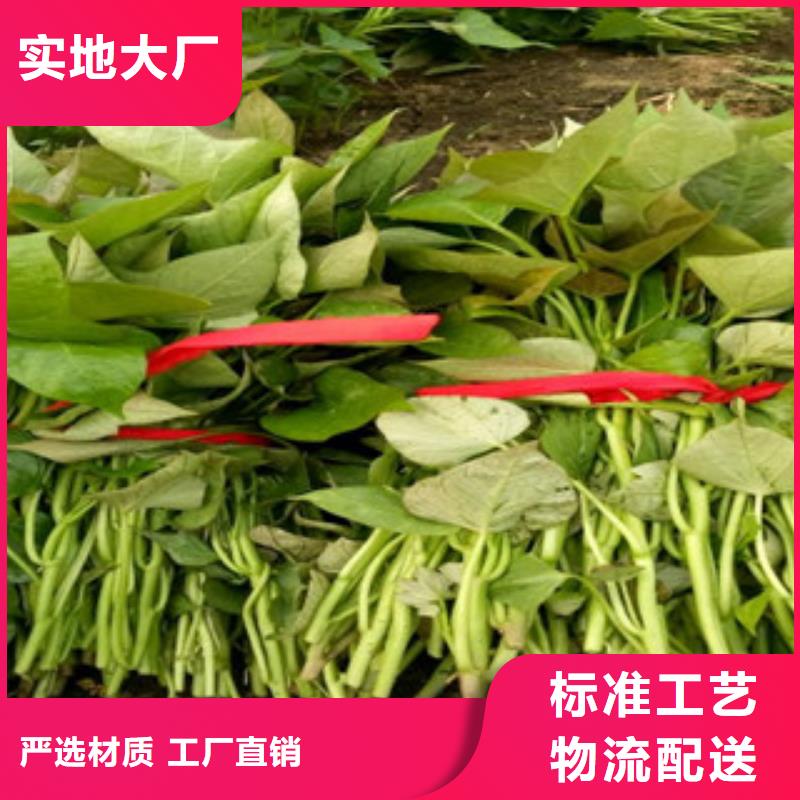 襄樊紫甘薯苗供应