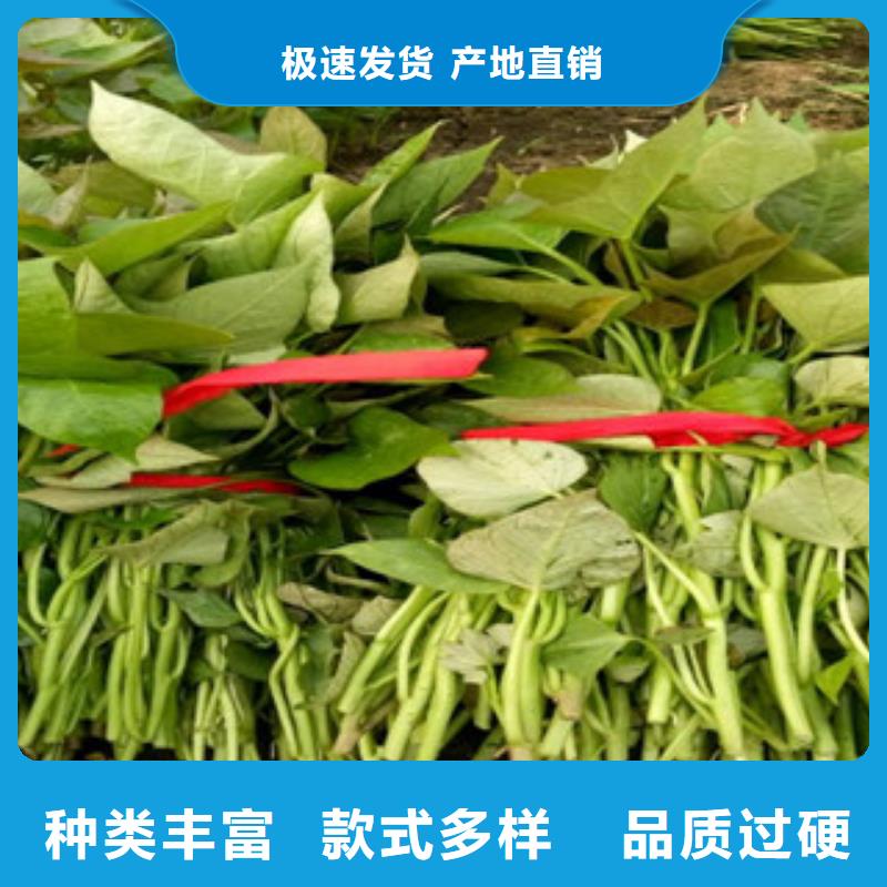 紫薯种苗种植厂家