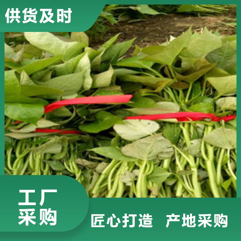 紫甘薯苗供应
