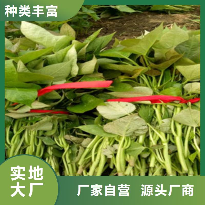 紫地瓜苗子厂家价格