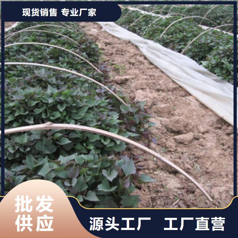 紫地瓜苗子厂家价格