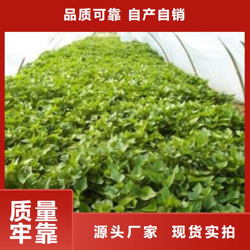 紫地瓜苗子厂家价格
