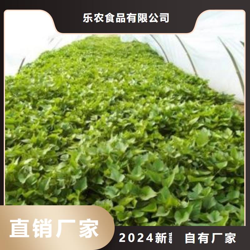 鲜食型紫薯苗批发销售