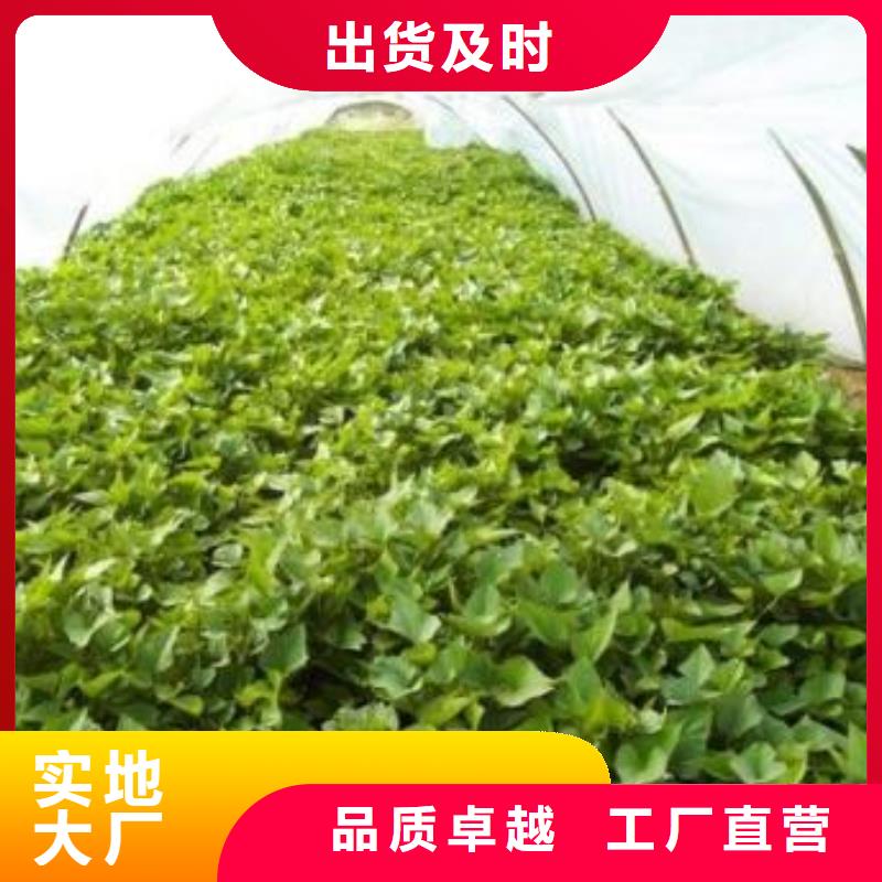 鲜食型紫薯苗2025新苗上市