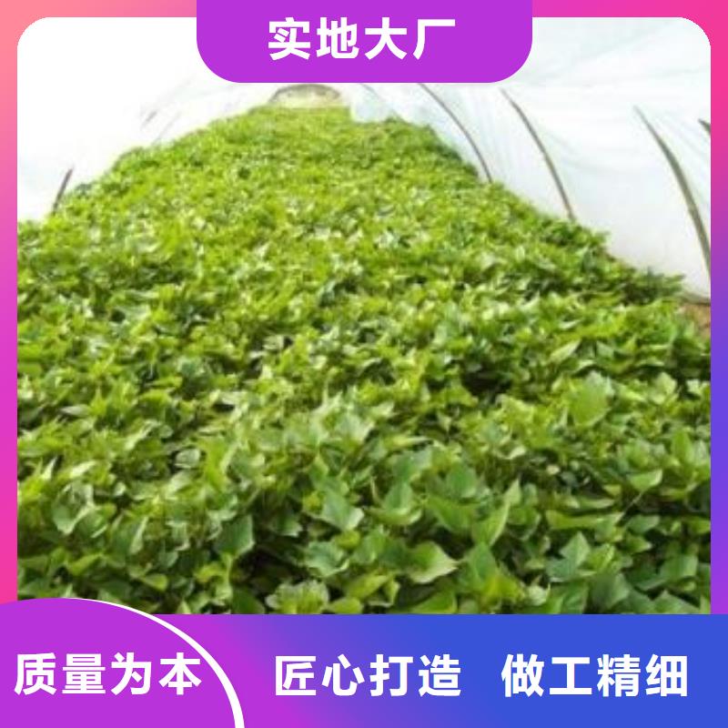 鲜食型紫薯苗2025新苗上市