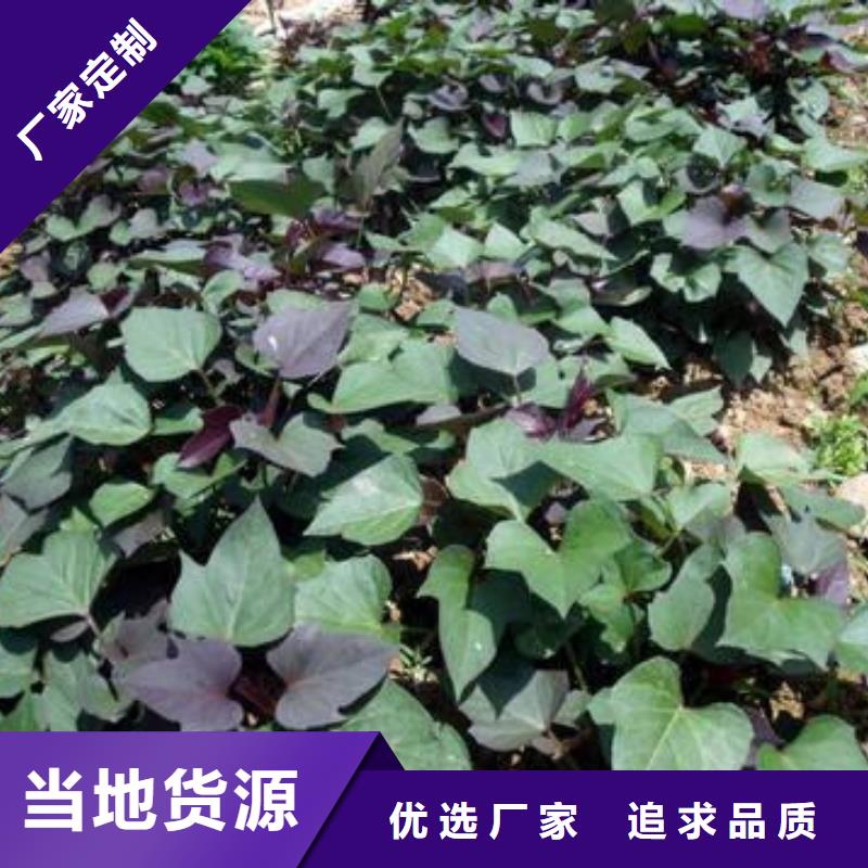鲜食型紫薯苗市场报价