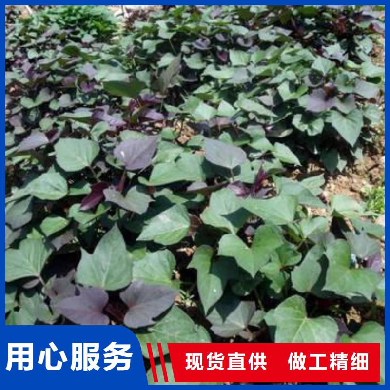 襄樊紫甘薯苗供应